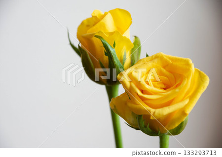 Yellow roses 133293713