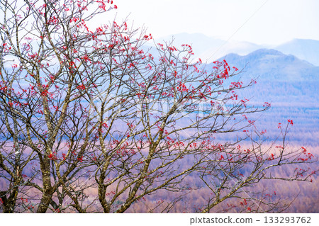Beautiful mountain scenery in early winter in eastern Hokkaido, with red berries remaining on the leaves of rowan tree branches Beautiful mountain scenery in early winter in eastern Hokkaido, with red berries remaining on the leaves of rowan tree branches 133293762