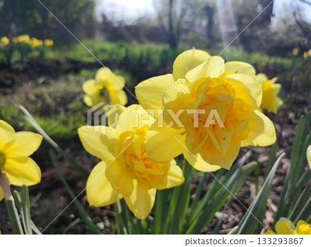 Blooming narcissus flower on sunny spring day. Varietal flower narcissus variety. Yellow petals collected in inflorescence on green stem with leaves growing in flower bed. Selection breeding flowers 133293867