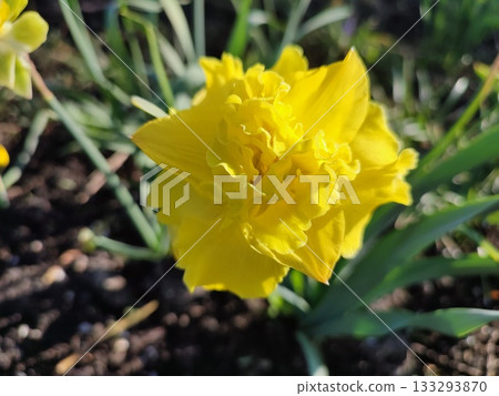 Blooming narcissus flower on sunny spring morning. Varietal flower of narcissus variety Sailorman. Many yellow petals collected in inflorescence on green stem growing in flower bed Blooming narcissus flower on sunny spring morning. Varietal flower of narcissus variety Sailorman. Many yellow petals collected in inflorescence on green stem growing in flower bed 133293870