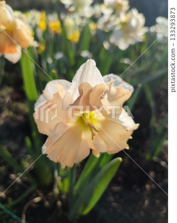 Blooming narcissus flower on sunny spring day. Varietal flower of narcissus variety Apricot Whirl. Pink white petals in inflorescence with stamens on green stem leaves in ground and shining sun rays 133293873
