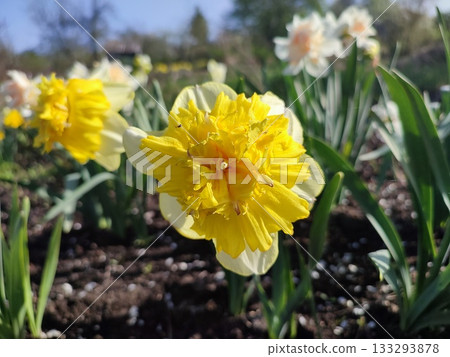 Blossoming flower of the narcissus variety Full House. Yellow petals on light yellow petals on green stem in ground in garden on sunny spring day close up. Selection and breeding of flowers Blossoming flower of the narcissus variety Full House. Yellow petals on light yellow petals on green stem in ground in garden on sunny spring day close up. Selection and breeding of flowers 133293878
