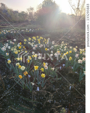 Blooming daffodil flowers with yellow, pink, white petals on green stem blooming and growing in ground in garden on sunny spring day. Selection breeding of flowers. Agricultural farming and gardening 133293883