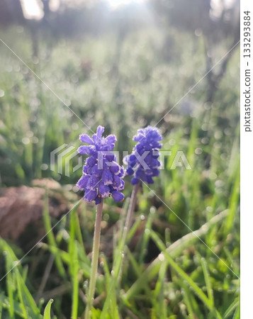 Blooming flower muscari of small purple flowers with drops of dew on green stem growing in grass on sunny spring morning. Flower lighting by shining sun. Selection breeding varietal flowers. Blooming flower muscari of small purple flowers with drops of dew on green stem growing in grass on sunny spring morning. Flower lighting by shining sun. Selection breeding varietal flowers. 133293884