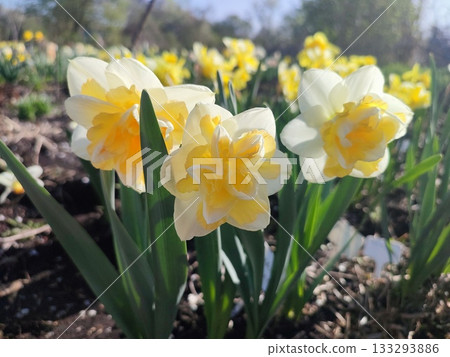 Blooming daffodils flowers on sunny spring day. Varietal flowers of narcissus variety Golden Pearl. Yellow petals on white petals in inflorescence with stamens on green stem and leaves in ground 133293886