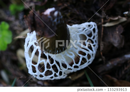 Queen of mushrooms, Kinugasatake Queen of mushrooms, Kinugasatake 133293913