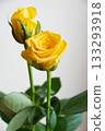 Yellow rose Yellow rose 133293918