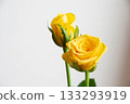 Yellow rose Yellow rose 133293919