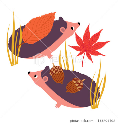 Vector illustration with two hedgehogs and autumn acorns and leaves 133294108