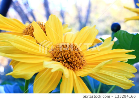 皇帝向日葵 133294166