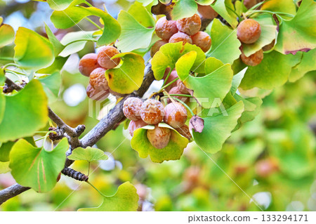Vermilion ginkgo fruit (autumn, November) Vermilion ginkgo fruit (autumn, November) 133294171