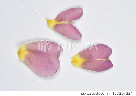 Three Pink Flower Petals 133294224