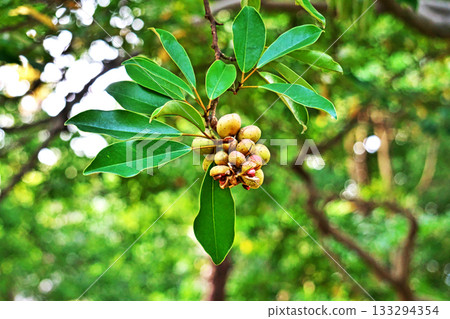 Orange berries of the sedge tree (autumn, November) 133294354