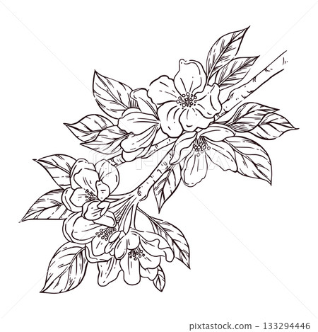 Blossoming tree branch with leaves, fruit tree branch hand-drawn in ink and translated into vector. The illustration is perfect for printing on postcards, invitations, for coloring. 133294446
