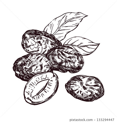 Prunes, prune slices, leaves, all objects are hand-drawn with ink and translated into vector. Vector illustration is perfect for printing on the packaging of dried fruits, food, dishes. 133294447