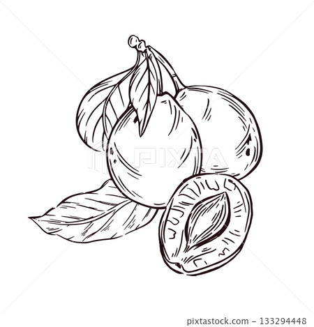 Plums with leaves and half a plum hand-drawn in ink. Vector illustration is perfect for printing on food packaging, cosmetics, tableware. 133294448