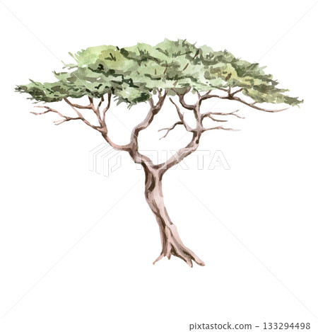 African twisted acacia. Isolated watercolor illustration for interior design, eco-projects, travel agency websites and brochures, company branding, and apparel printing. 133294498