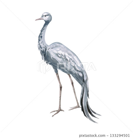 African grey crane side view. Isolated watercolor illustration of the bird for use in travel brochures, websites, product design, apparel printing, corporate branding, and interior design. 133294501
