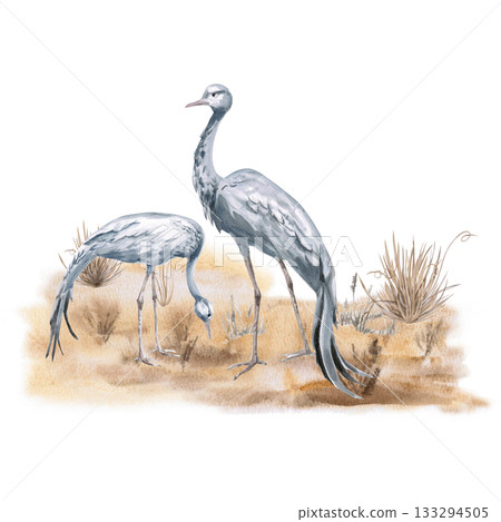 Two common cranes on the steppe. Isolated watercolor illustration of the bird for tourism brochures, websites, product design, apparel printing, corporate branding, and interior design. 133294505