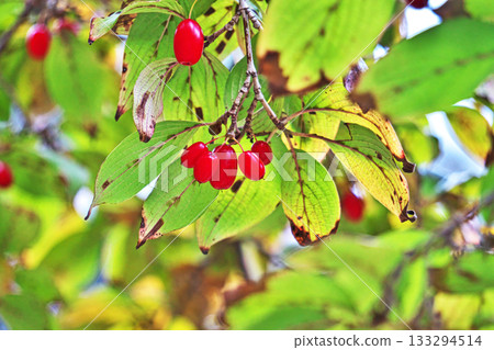 紅瑞木果實（秋季，11月） 133294514