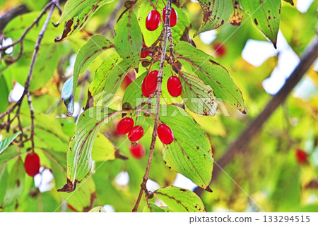 Red Cornus japonica fruit (autumn, November) 133294515