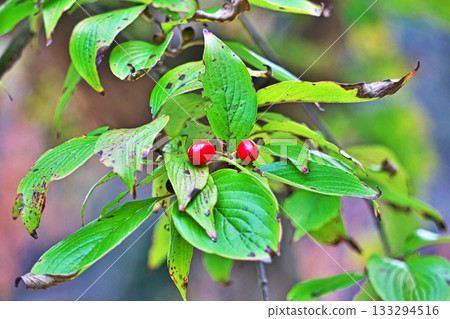 紅瑞木果實（秋季，11月） 133294516