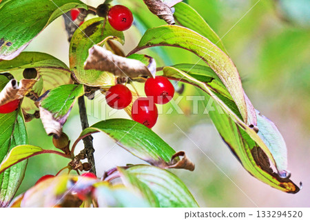 紅瑞木果實(秋季,11月) 紅瑞木果實(秋季,11月) 133294520