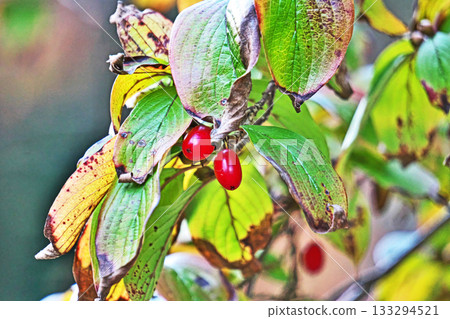 紅瑞木果實(秋季,11月) 紅瑞木果實(秋季,11月) 133294521