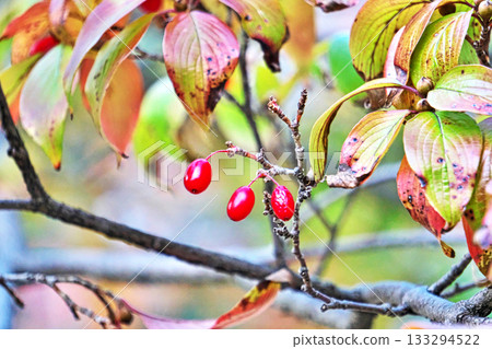 紅瑞木果實（秋季，11月） 133294522