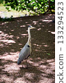 A grey heron in St James's Park in London, UK 133294523