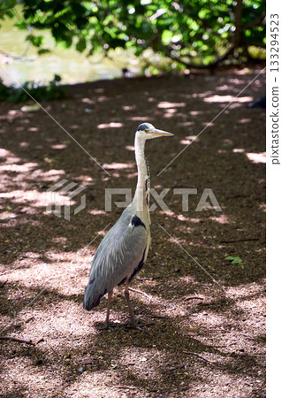 A grey heron in St James's Park in London, UK 133294523