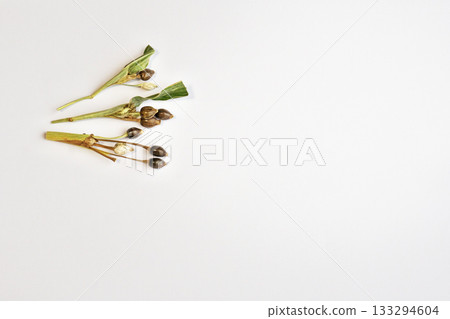 Job's tears fruit (autumn, November) 133294604