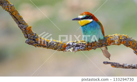 Bee-eater, Spain 133294730