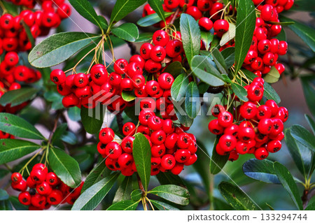 Red pyracanthus berries (autumn, November) 133294744