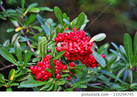 Red pyracanthus berries (autumn, November) 133294745