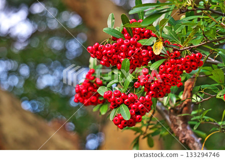 紅火棘漿果（秋季，十一月） 133294746