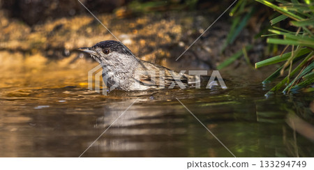 Blackcap, Spain 133294749