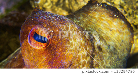 Common octopus, Cabo Cope-Puntas del Calnegre Natural Park, Spain 133294786