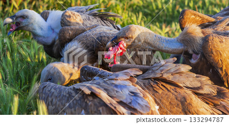Eurasian Griffon Vulture 133294787