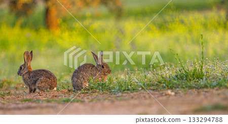 European Rabbit, Spain 133294788