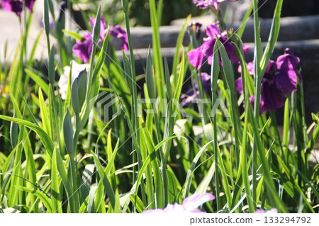 Purple and white irises bloom in the iris garden 133294792