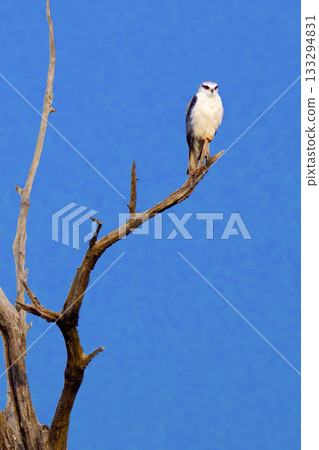 Black-winged Kite, Royal Bardia National Park, Nepal 133294831