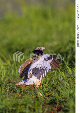 Little Bustard, Spain Little Bustard, Spain 133294832