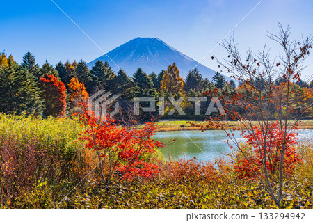 [Yamanashi Prefecture] Autumn at Lake Motosu Resort and Mount Fuji 133294942