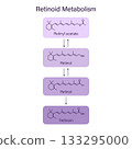 Scheme retinoid metabolism chain, dermatology skin care theme vector infographic 133295000
