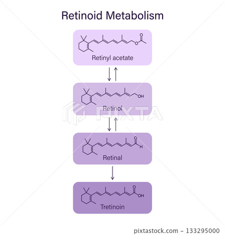 Scheme retinoid metabolism chain, dermatology skin care theme vector infographic 133295000