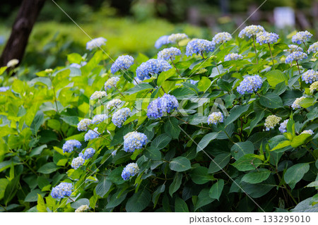 雨季繡球花盛開的多葉花 雨季繡球花盛開的多葉花 133295010