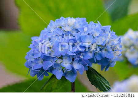 雨季繡球花盛開的多葉花 雨季繡球花盛開的多葉花 133295011