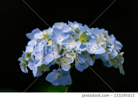 雨季繡球花盛開的多葉花 雨季繡球花盛開的多葉花 133295015