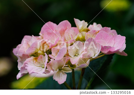 雨季繡球花盛開的多葉花 133295016